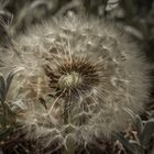 Pusteblume