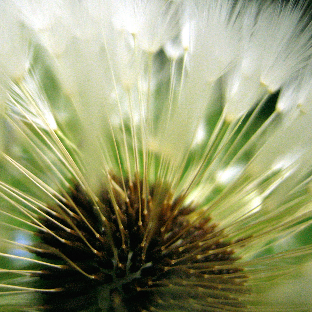 pusteblume