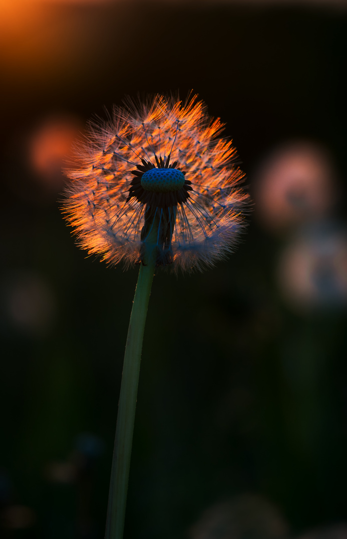 Pusteblume