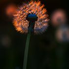 Pusteblume