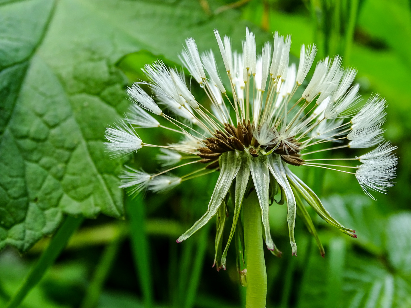 Pusteblume