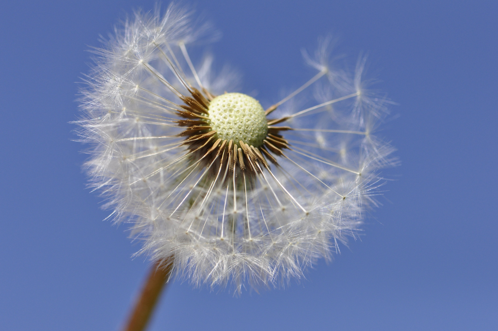 Pusteblume