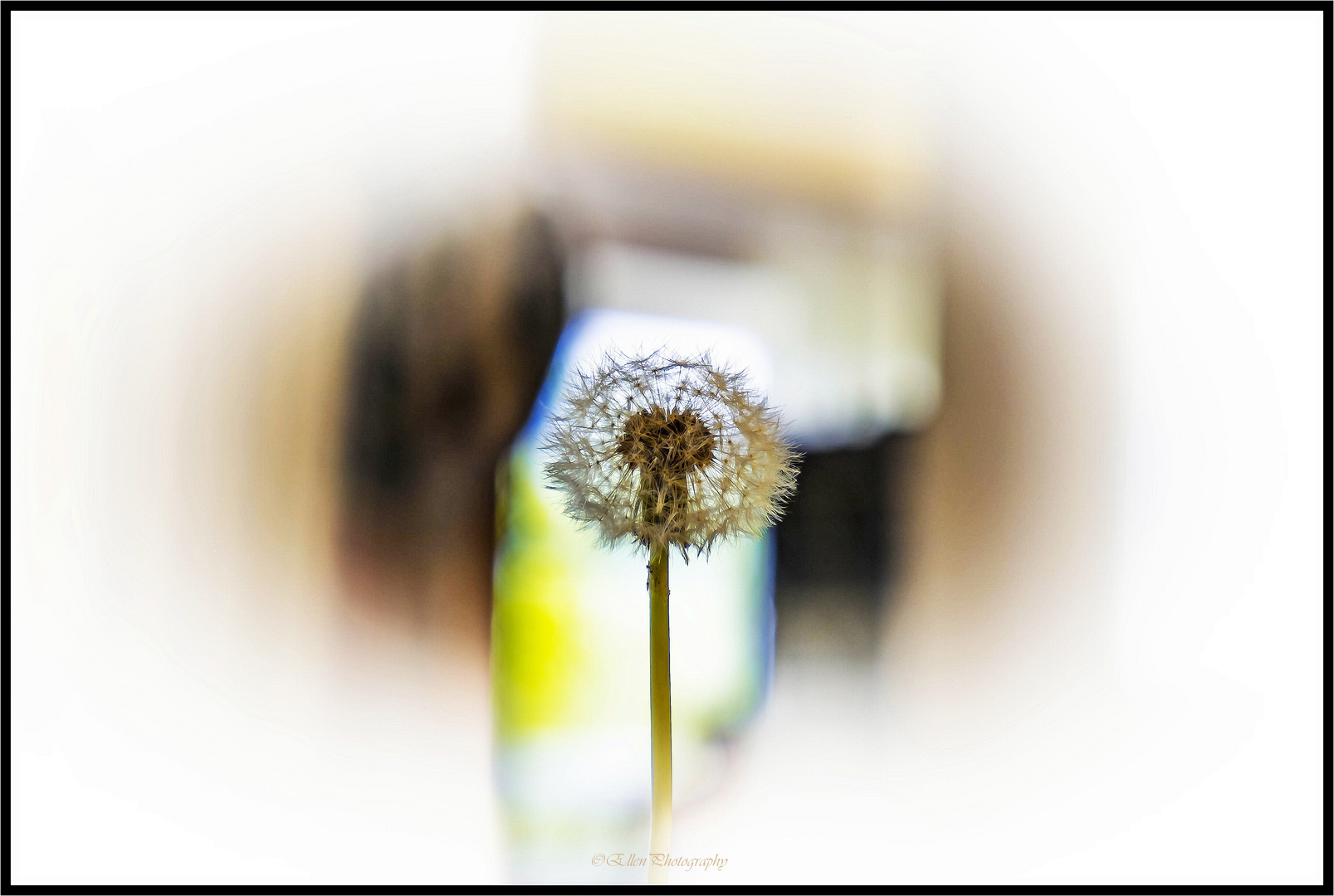 Pusteblume