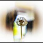 Pusteblume