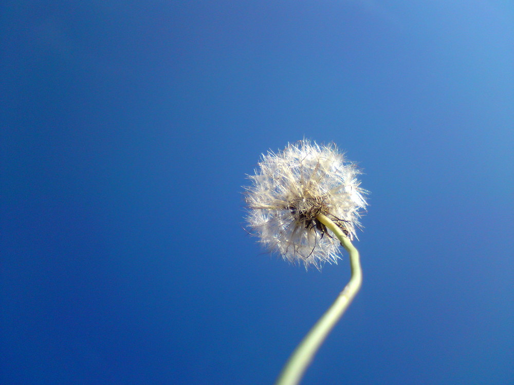 Pusteblume.