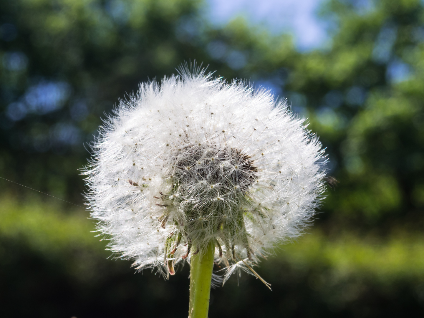 Pusteblume