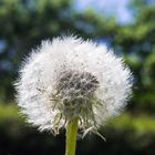 Pusteblume