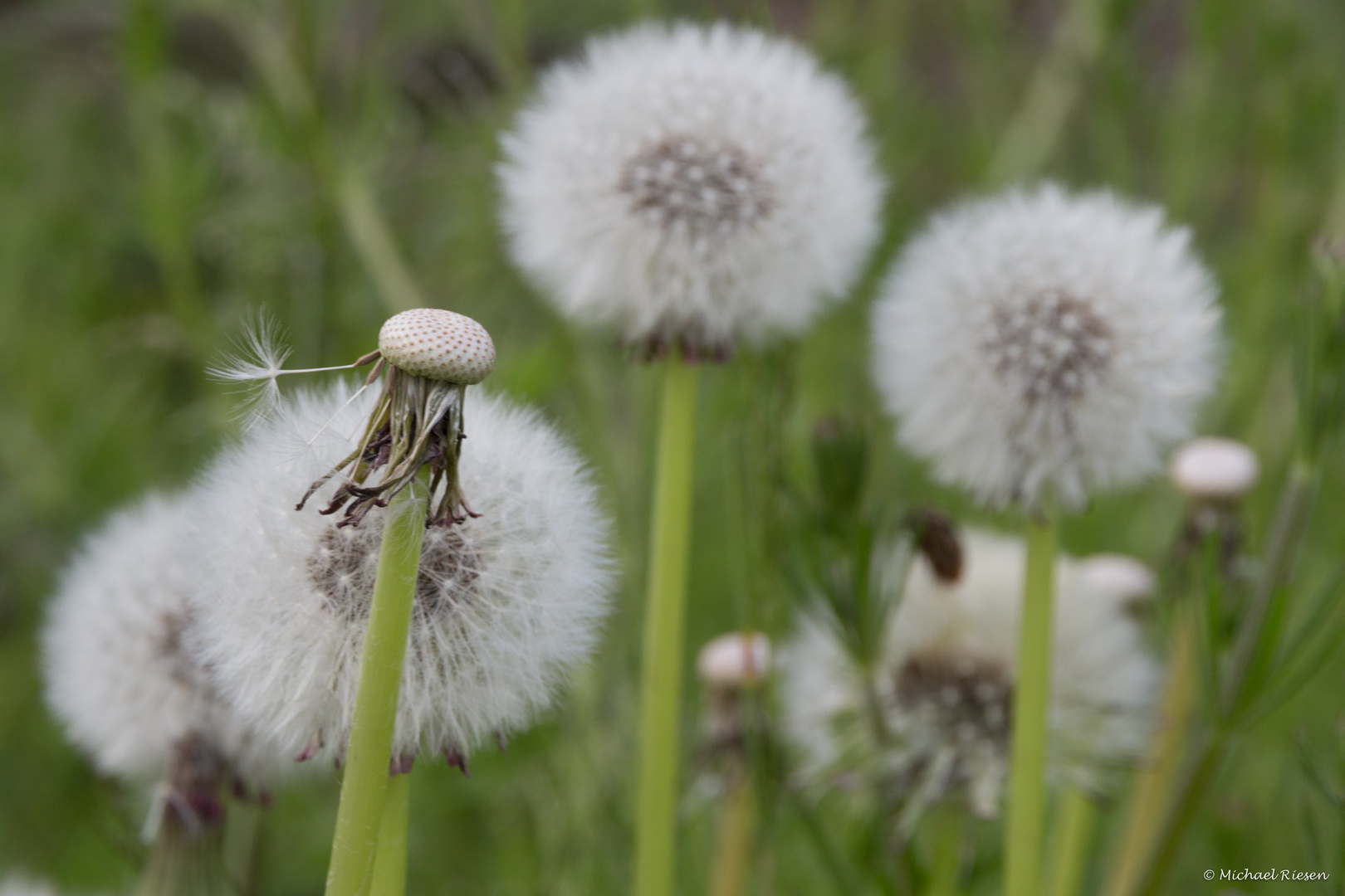 Pusteblume