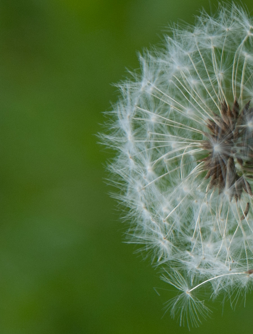 Pusteblume