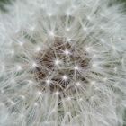 "Pusteblume"