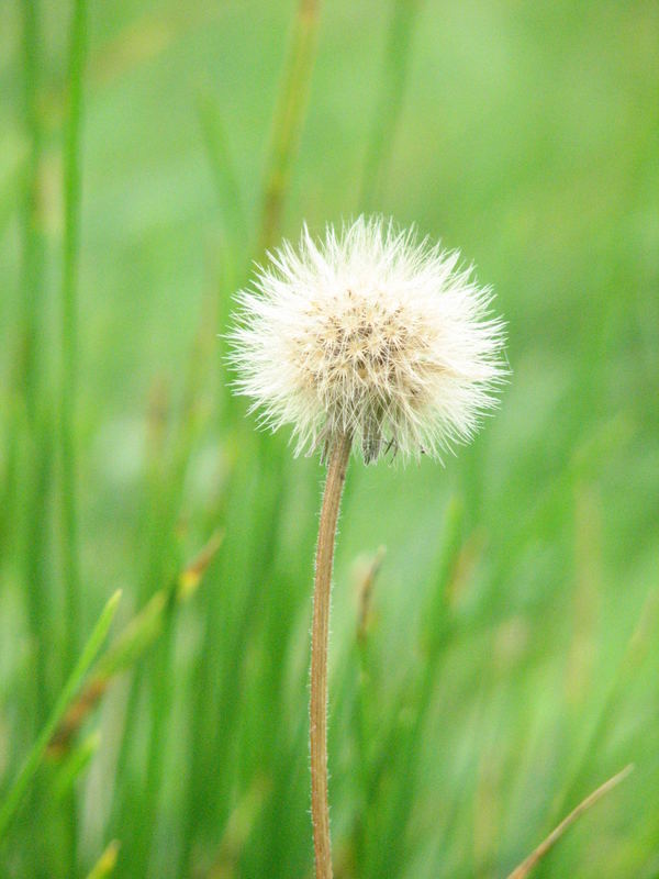 Pusteblume