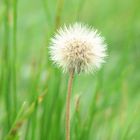 Pusteblume