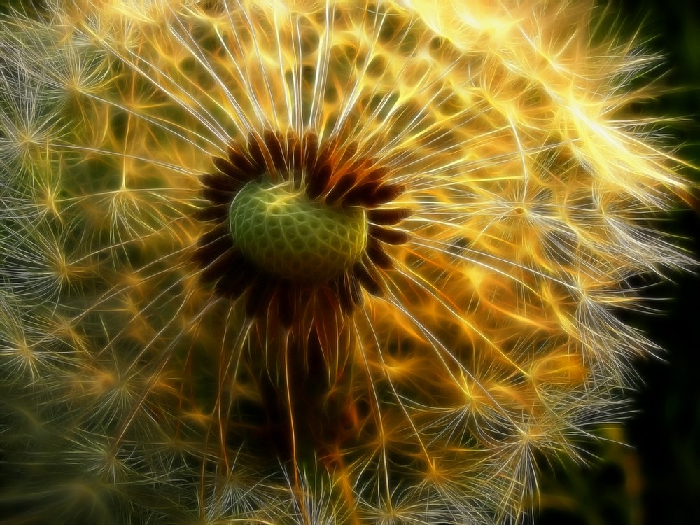 Pusteblume