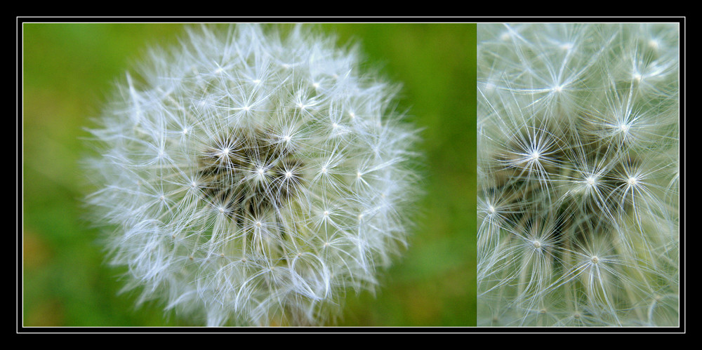 Pusteblume