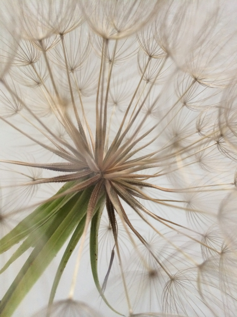 Pusteblume