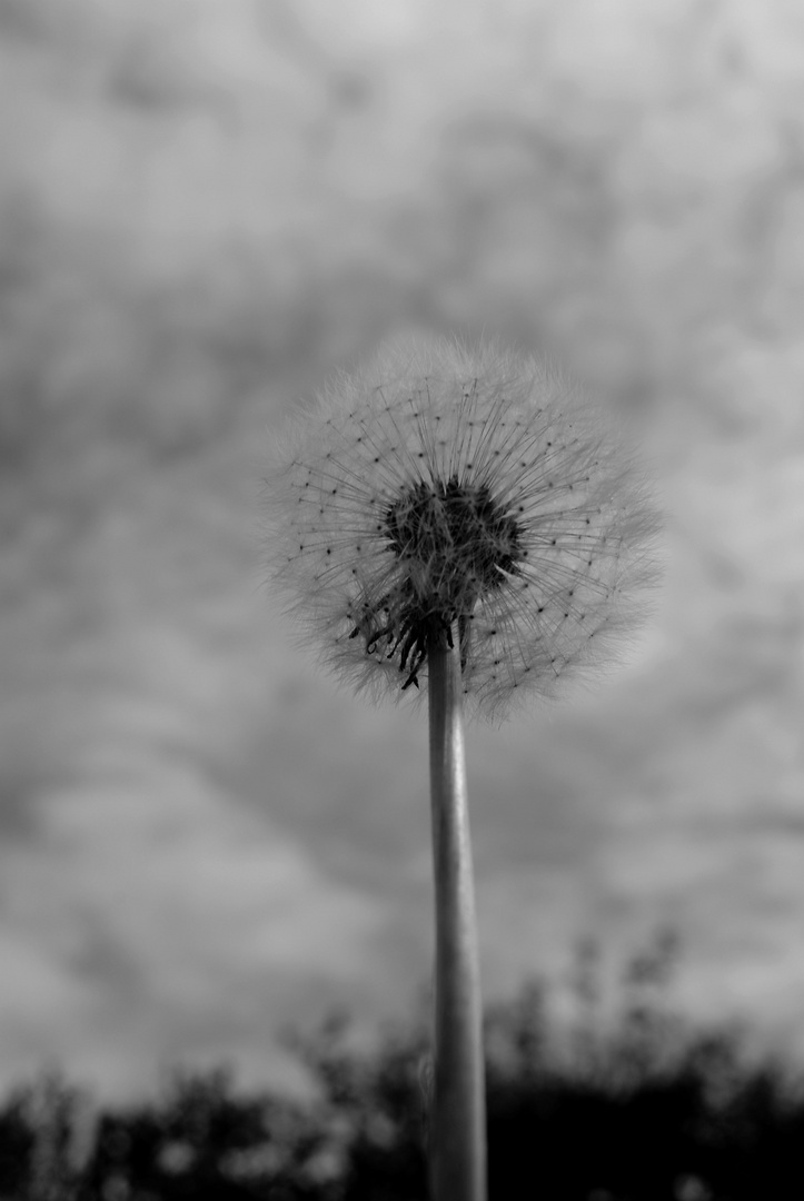 Pusteblume