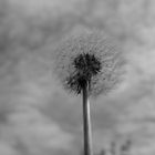 Pusteblume