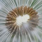 Pusteblume