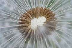 Pusteblume