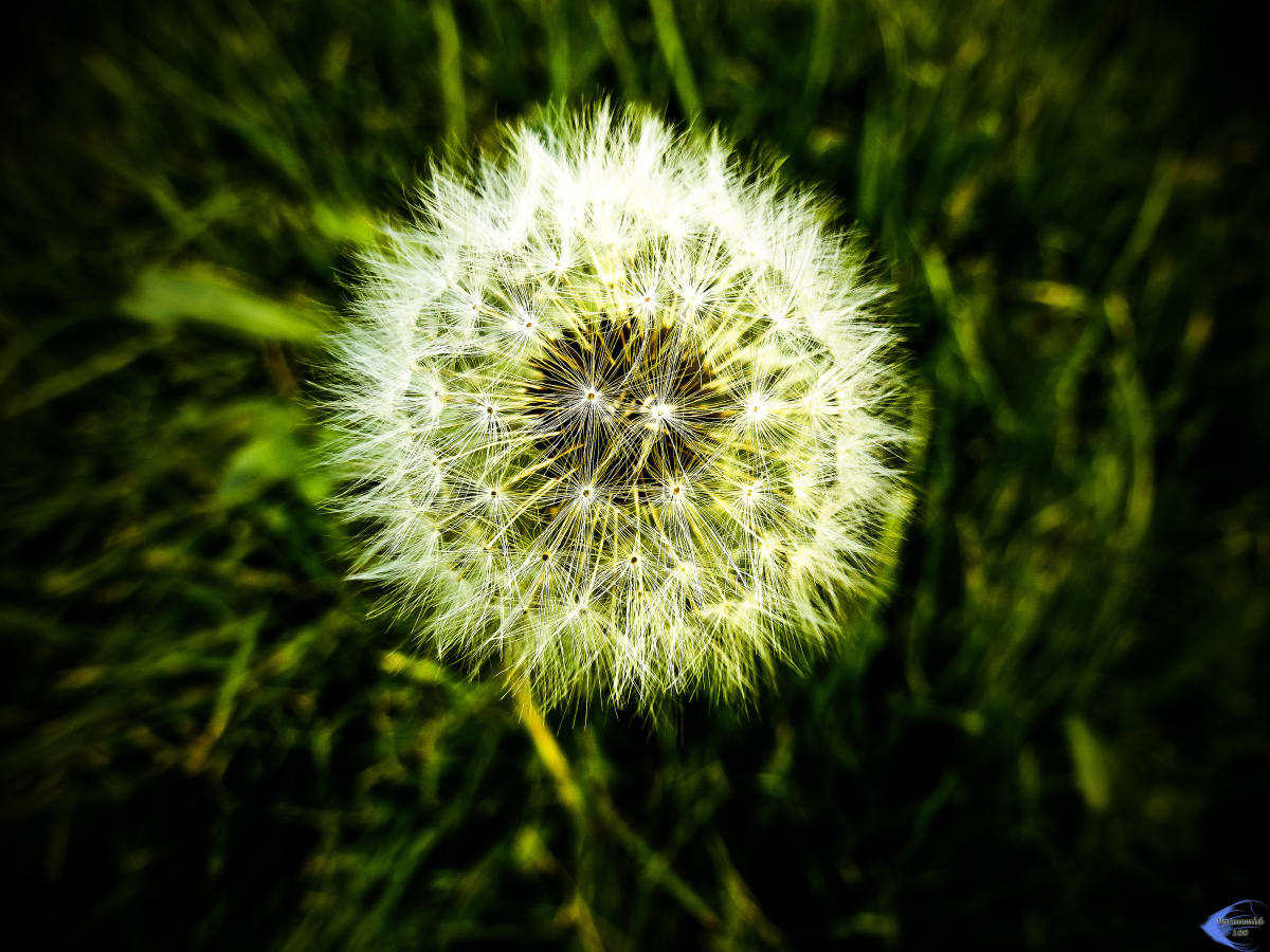 Pusteblume