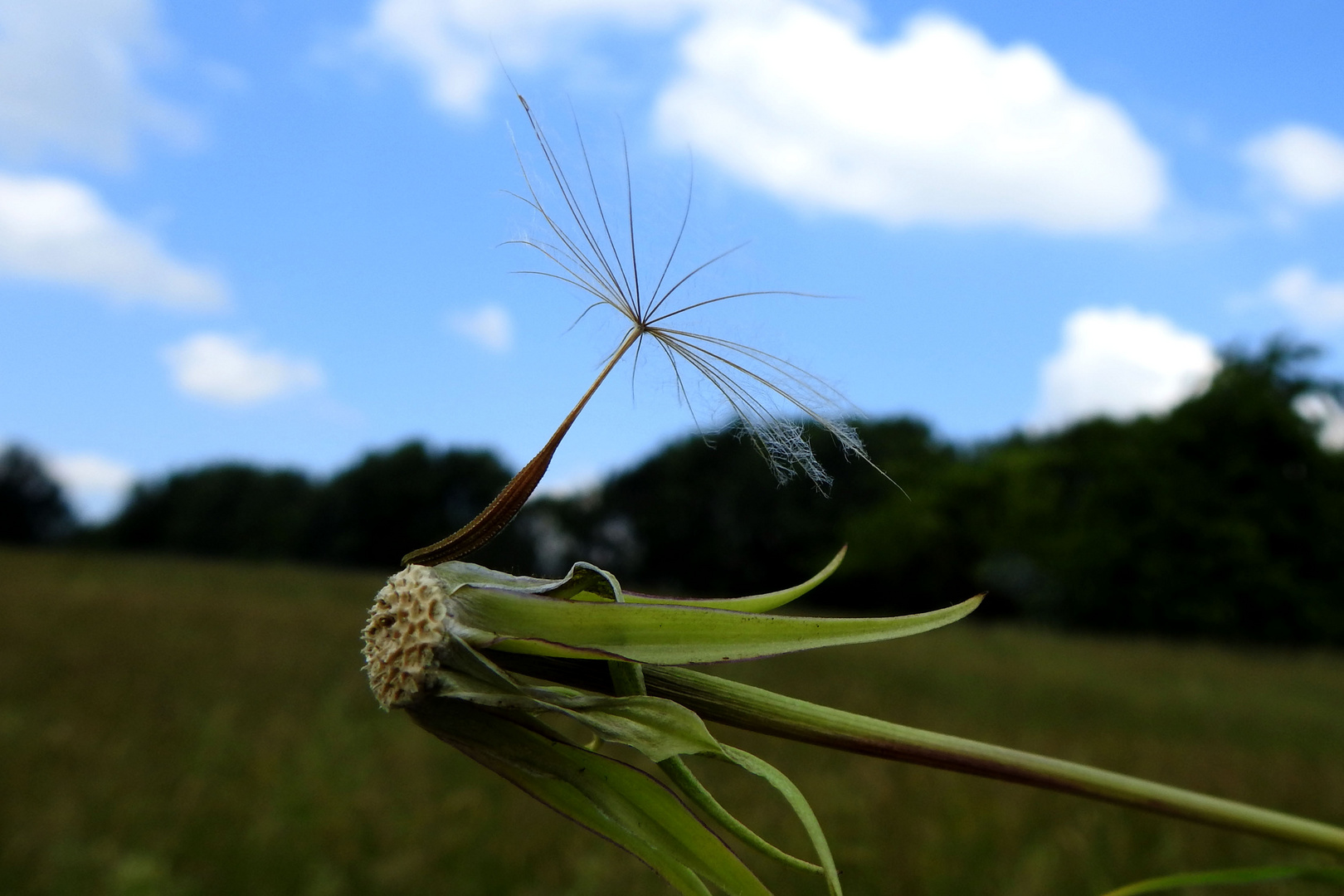 Pusteblume