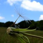 Pusteblume