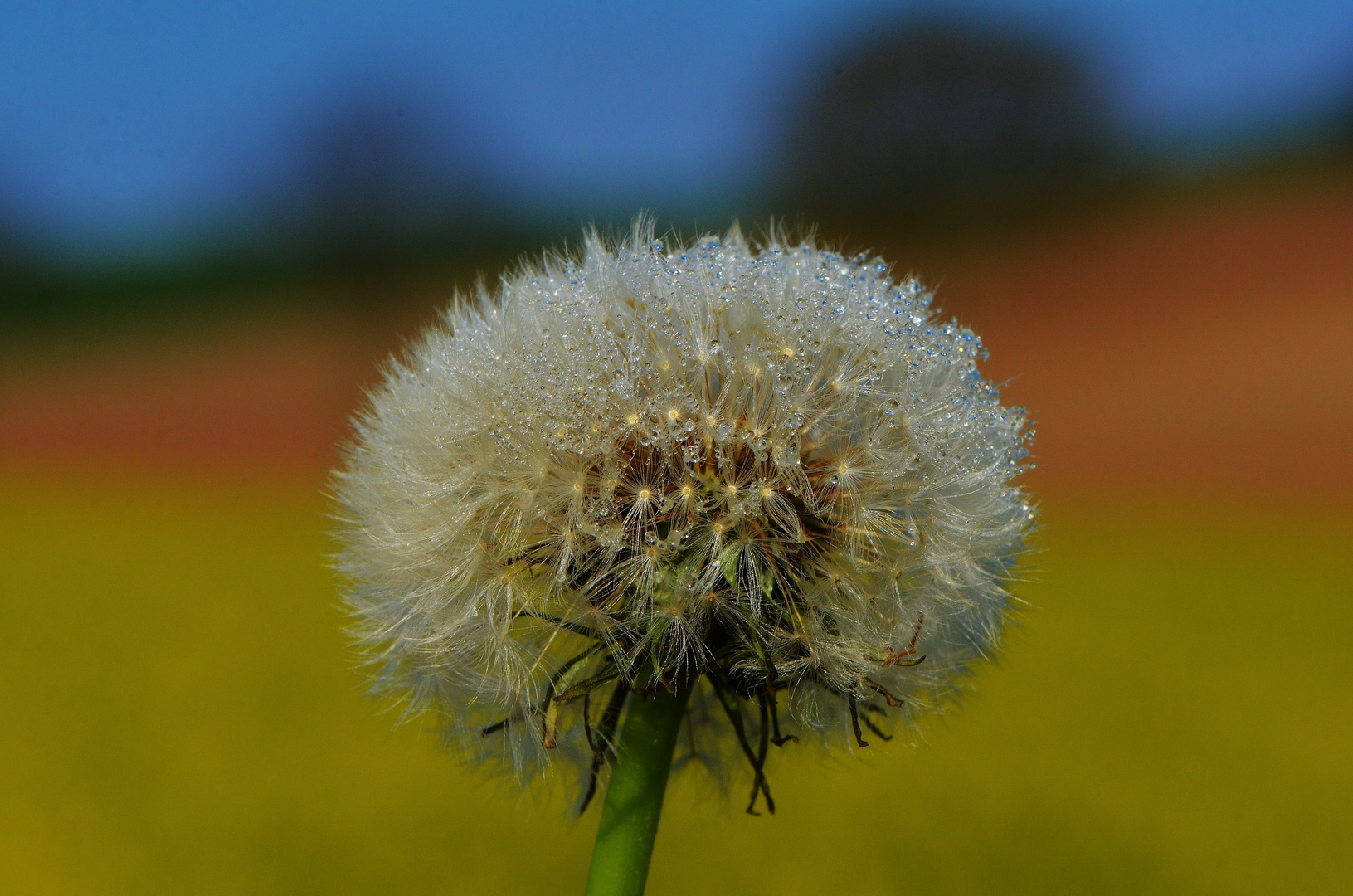 Pusteblume