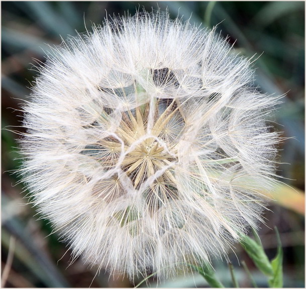  Pusteblume