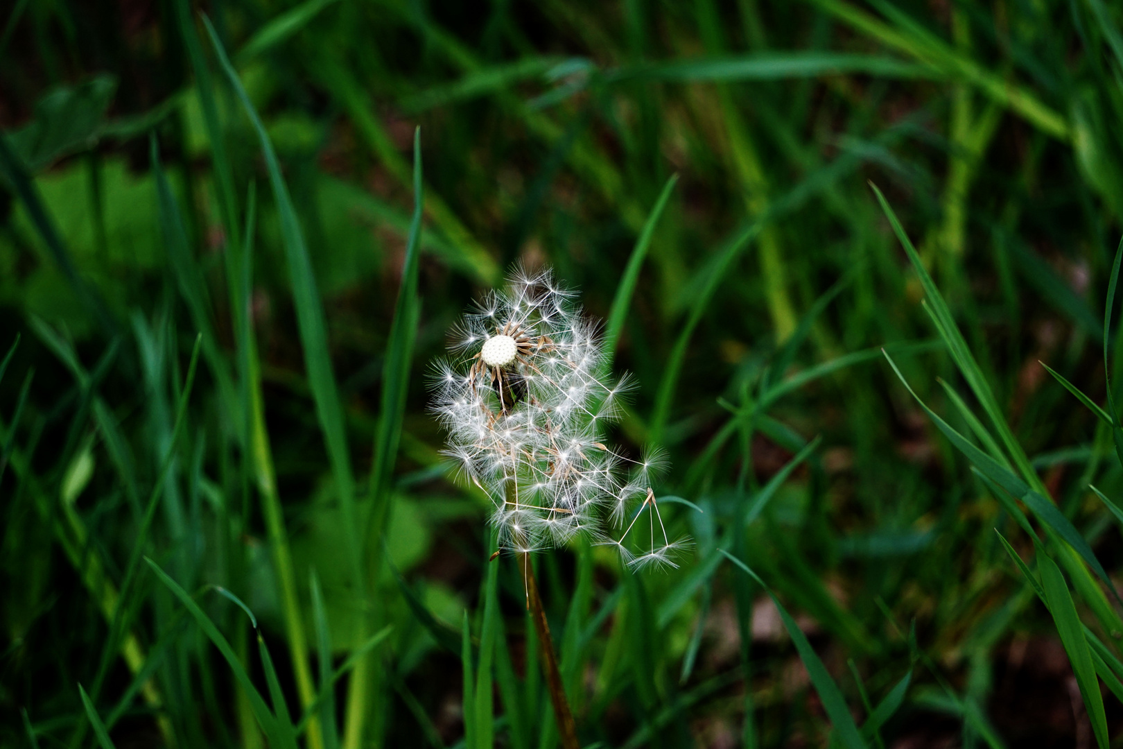 Pusteblume