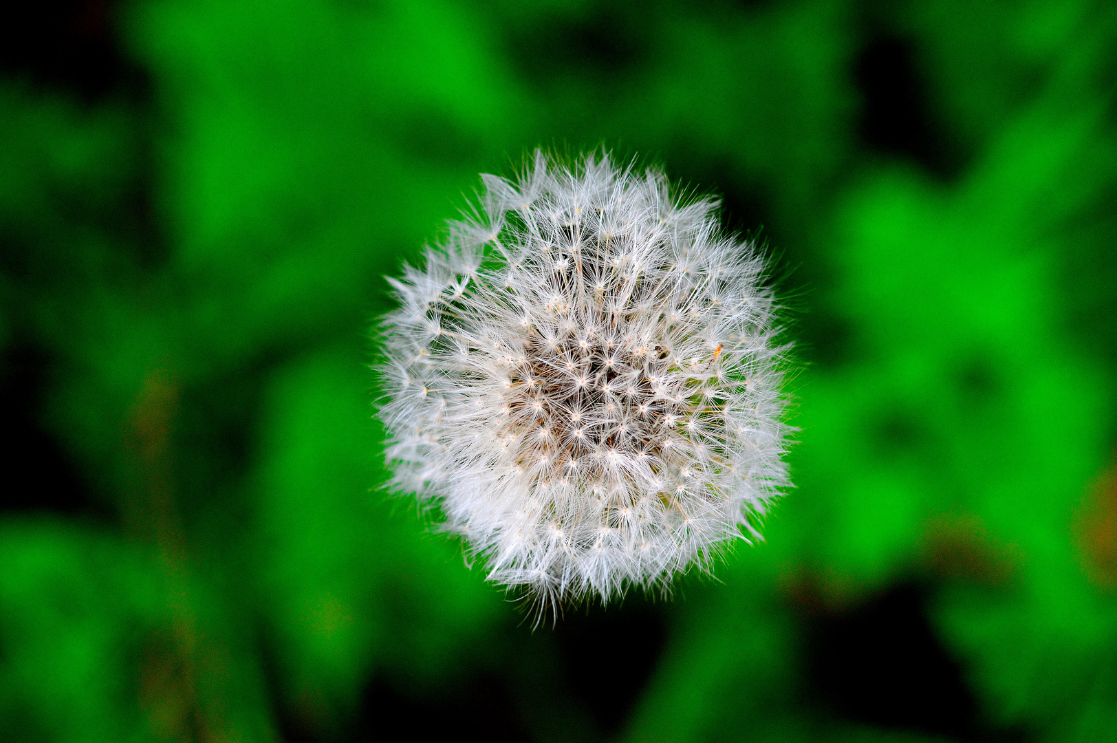 Pusteblume