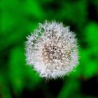 Pusteblume