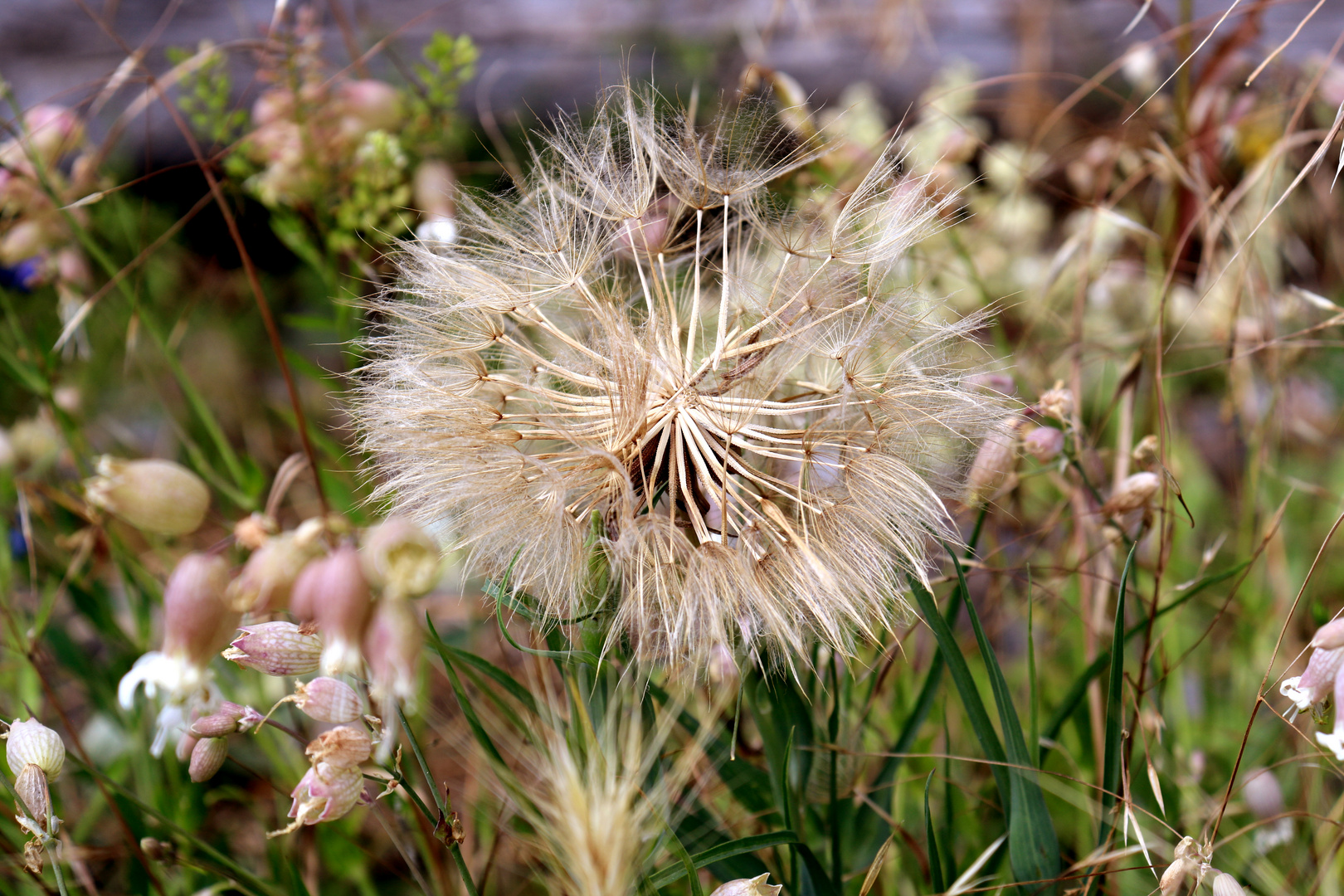 Pusteblume