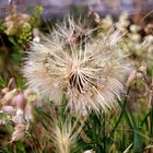 Pusteblume