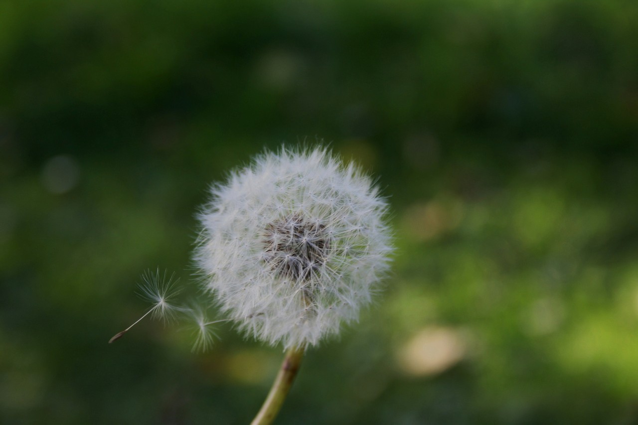 pusteblume