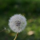 pusteblume