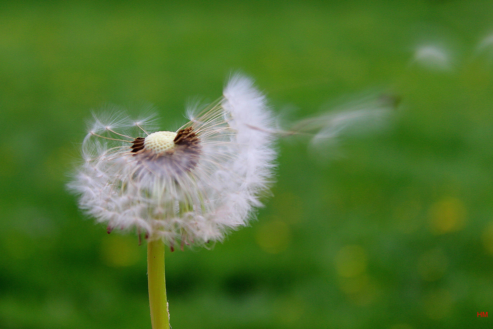 Pusteblume