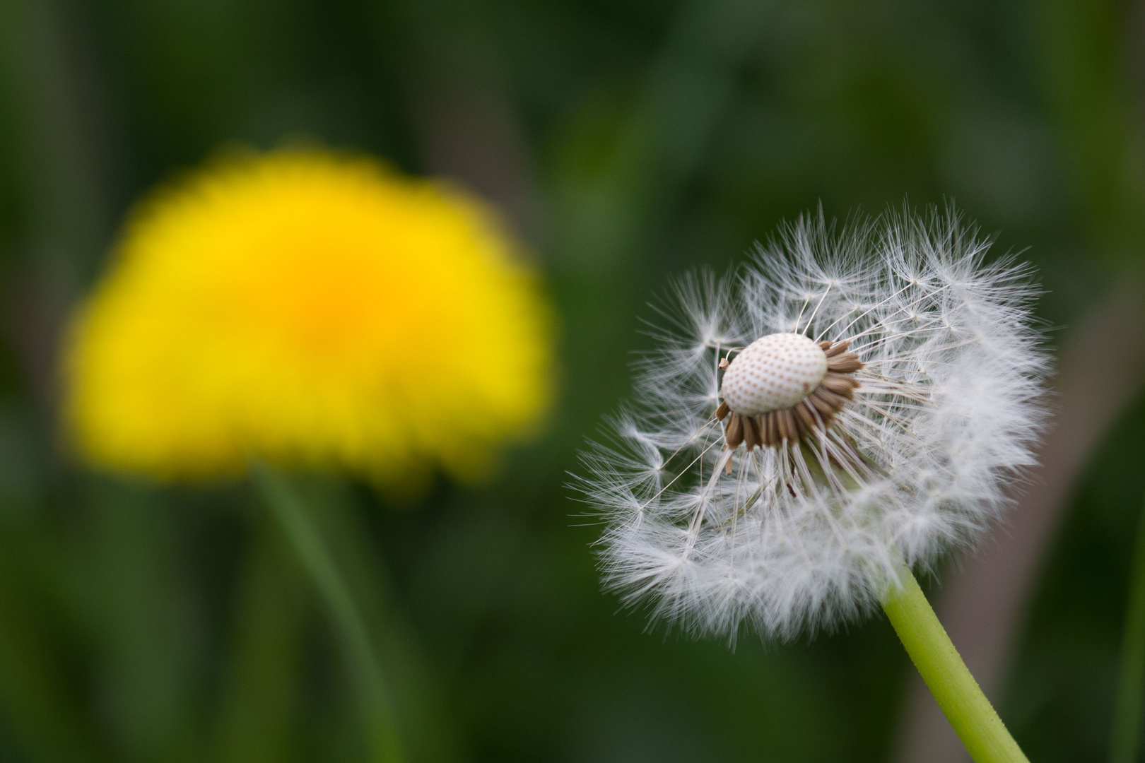 Pusteblume