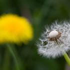 Pusteblume