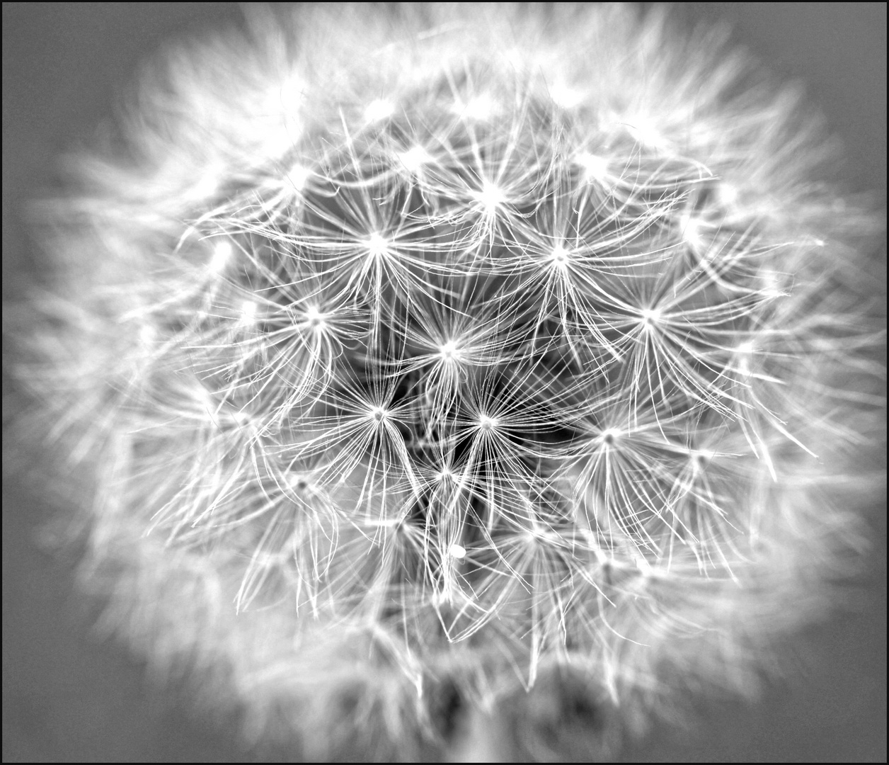 Pusteblume