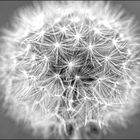 Pusteblume