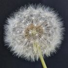 Pusteblume