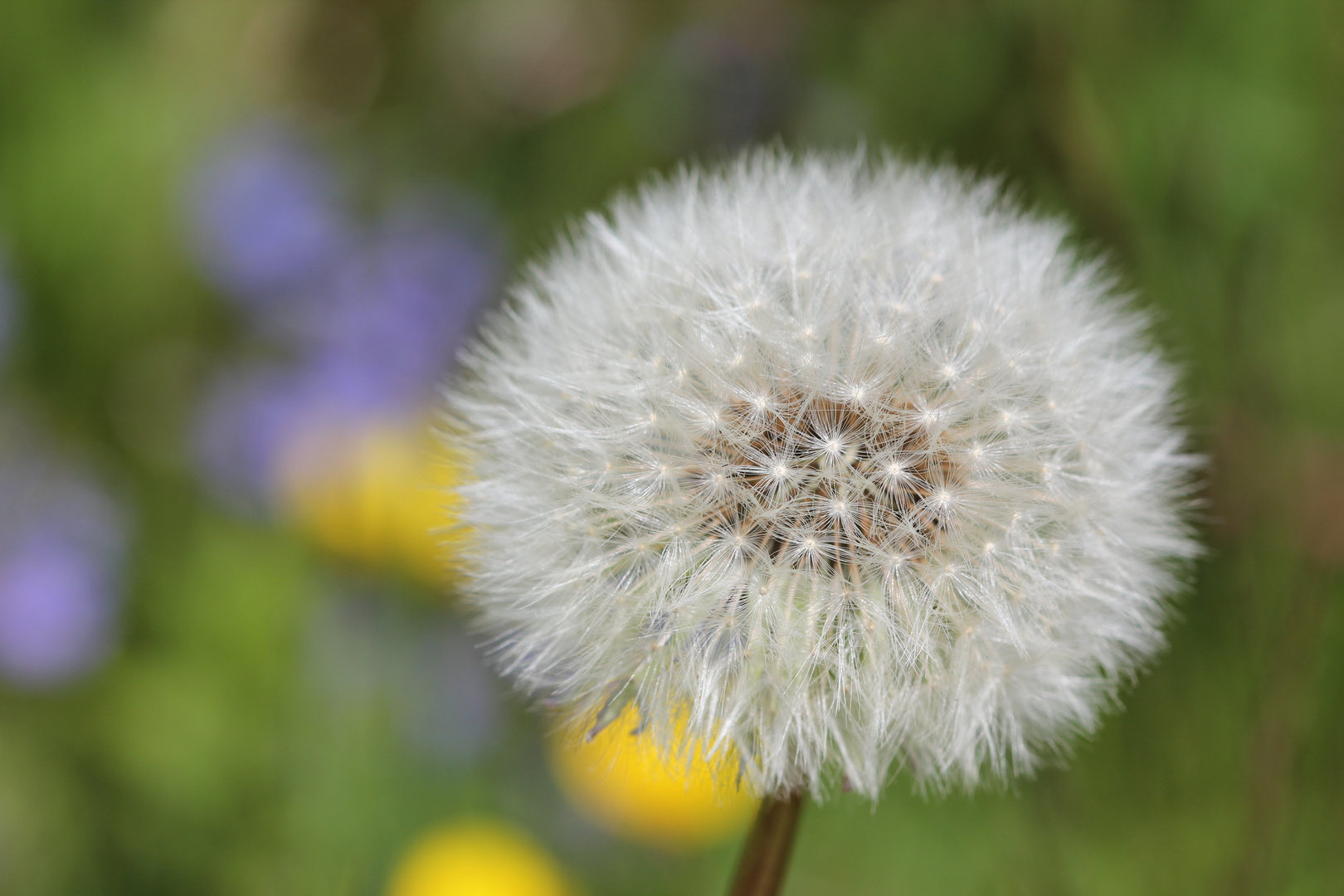 Pusteblume;-)