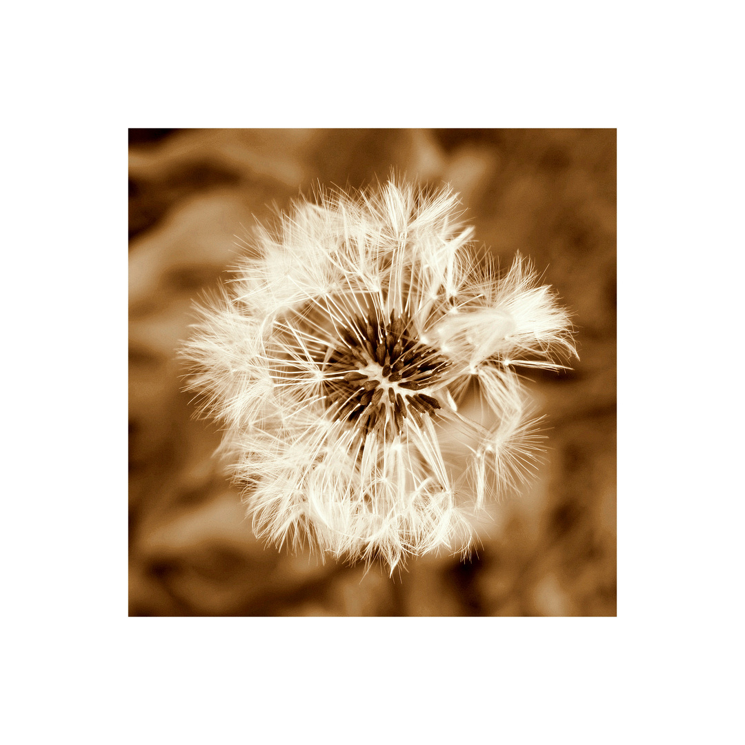 Pusteblume