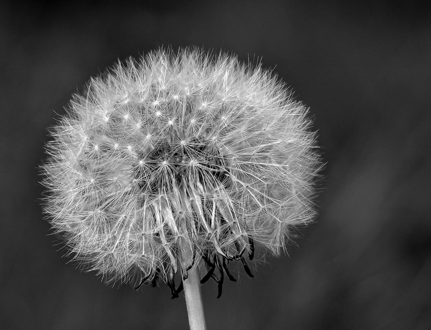 Pusteblume 