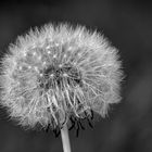 Pusteblume 