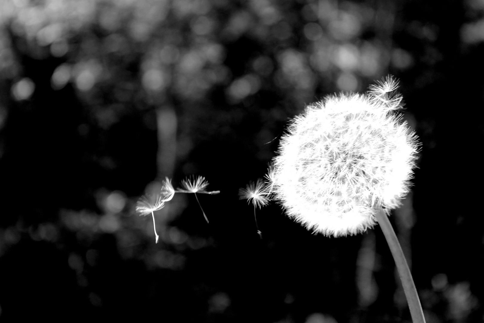 Pusteblume