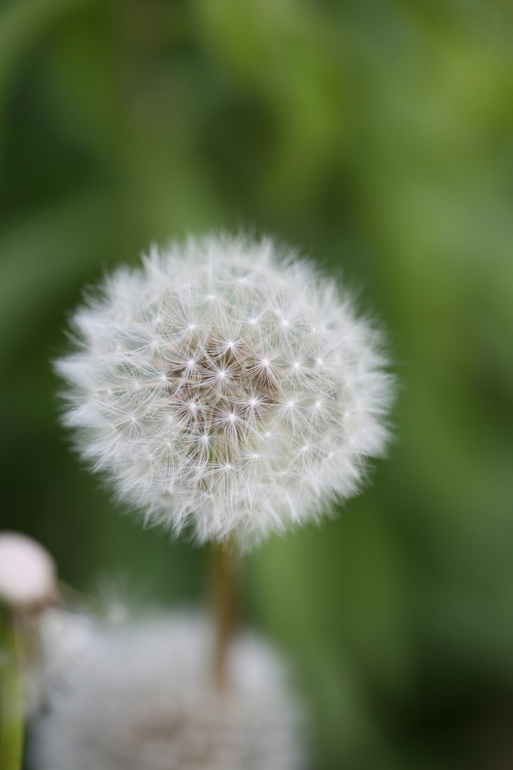 Pusteblume