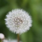 Pusteblume