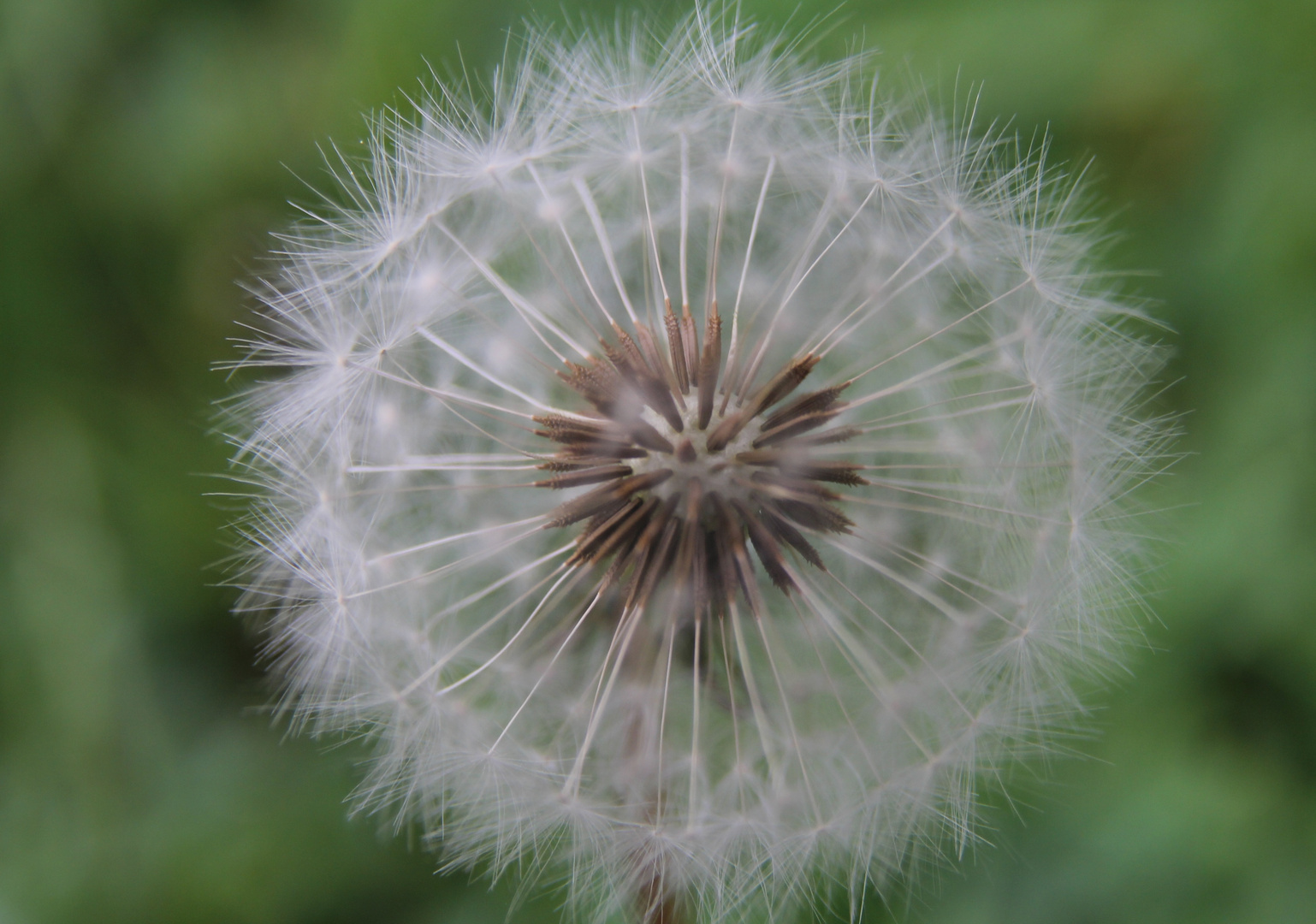 Pusteblume