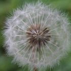 Pusteblume